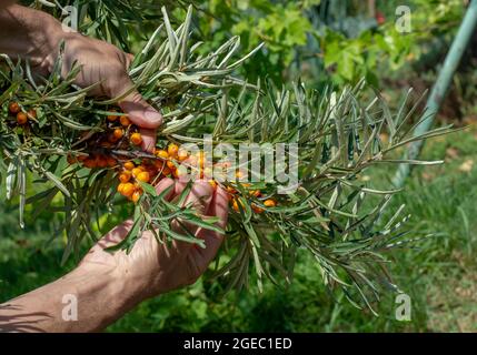 Pflücken von reifen und gesunden Bio-Sanddornbeeren. Die Hände sammeln frische reife orangene Sanddornbeeren aus dem Busch. Ernte des Sanddorns ber Stockfoto