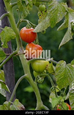 Tomaten (Solanum lycopersicum) im Sommer auf dem Busch. Drei Früchte in drei verschiedenen Reifestufen nebeneinander: Rot und reif, halbreif Stockfoto