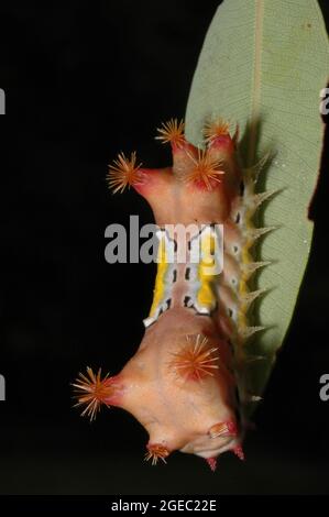 Melled Cup Moth Nymphe, Doratifera Vulnerans, in Glenbrook, New South Wales, Australien. Stockfoto