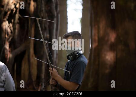 Blaine, Washington DC, USA. August 2021. Andrew Bigelow, ein Tracker der WSDA, sucht am Dienstag, den 18. August 2021, während eines Trainingstages für riesige Hornissenfelder im Birch Bay State Park in Blaine, Washington, nach einem versteckten Funksender. Das Landwirtschaftsministerium des Bundesstaates Washington bildet das Personal mit dem Landwirtschaftsministerium von Oregon in Bezug auf die Reaktion auf asiatische Hornisten in der Region aus. Quelle: Paul Christian Gordon/Alamy Live News Stockfoto