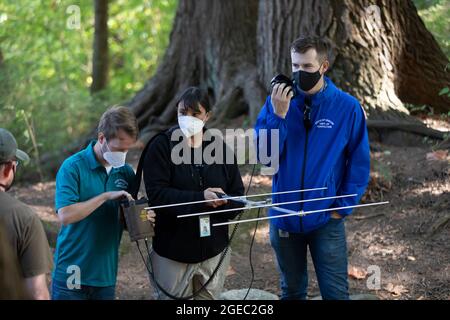 Blaine, Washington DC, USA. August 2021. Mitarbeiter suchen am Dienstag, den 18. August 2021, während eines Trainingstages für riesige Hornissenfelder in Asien im Birch Bay State Park in Blaine, Washington, nach einem versteckten Funksender. Das Landwirtschaftsministerium des Bundesstaates Washington bildet das Personal mit dem Landwirtschaftsministerium von Oregon in Bezug auf die Reaktion auf asiatische Hornisten in der Region aus. Quelle: Paul Christian Gordon/Alamy Live News Stockfoto