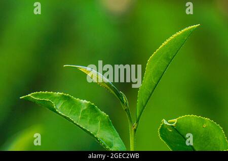 Schöne Teeplantage in Bao Loc Stadt Lam Dong Provinz Südvietnam Stockfoto