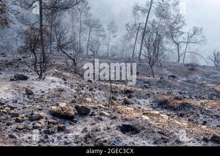 Blick auf verbrannte Bäume nach einem Großbrand, der am 18. August 2021 in Jerusalem, Israel, am Stadtrand ausbrach. Das enorme Waldfeuer verzehrte rund 25,000 Dunams (6,200 Acres) Wald außerhalb Jerusalems. Das Feuer war eines der größten in der Geschichte des Landes, Es hat riesige grüne Waldgebiete verbrannte, die Wanderwege und Nationalparks umfassen. Stockfoto