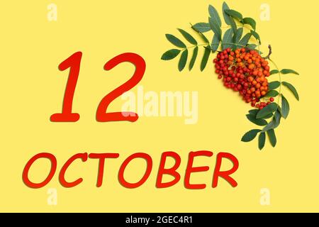 Tag des 12. oktober. Rowan-Zweig mit roten und orangen Beeren und grünen Blättern und Datum des 12. oktober auf gelbem Hintergrund. Herbstmonat, Tag der Stockfoto