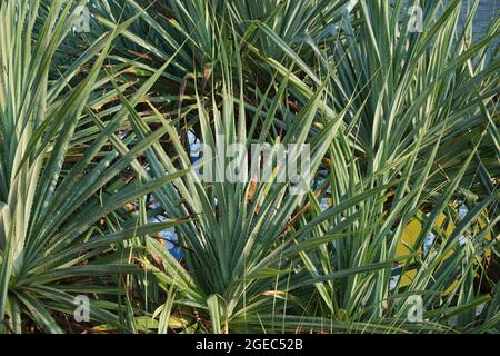 Duftender Zirbenkiefer (Pandanus fascicularis, Pandanus odorifer, Pandanus tectorius) mit Naturhintergrund. Stockfoto