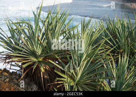 Duftender Zirbenkiefer (Pandanus fascicularis, Pandanus odorifer, Pandanus tectorius) mit Naturhintergrund. Stockfoto