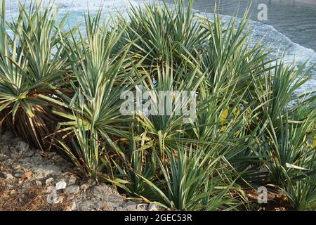 Duftender Zirbenkiefer (Pandanus fascicularis, Pandanus odorifer, Pandanus tectorius) mit Naturhintergrund. Stockfoto