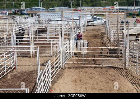 Metallkäfige und Isolationsstationen für Pferde und Stiere, die beim Calgary Stampede Event in Alberta gehalten werden sollen. Stockfoto