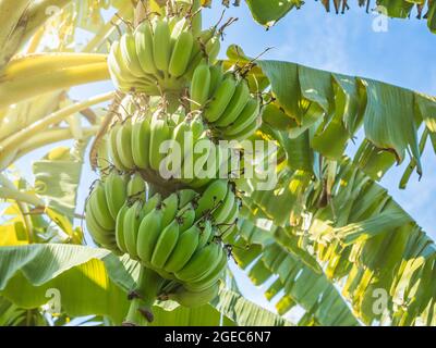 Nahaufnahme der grünen Banane in der Natur, schönes goldenes Sonnenlicht. Stockfoto