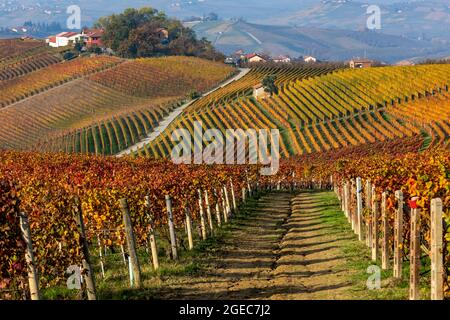 Reihen von bunten herbstlichen Weinbergen auf den Kiemen von Langhe im Piemont, Norditalien. Stockfoto