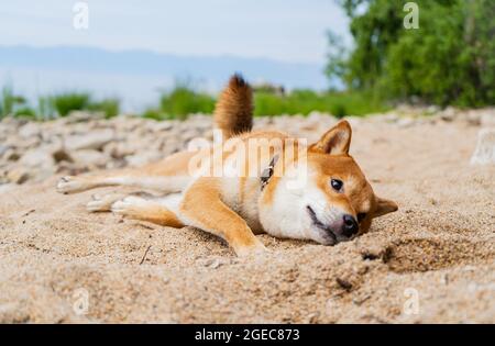 Fröhlicher roter shiba-Inu-Hund spielt auf dem Sand. Rothaariger japanischer Hund lächelt Porträt. Stockfoto