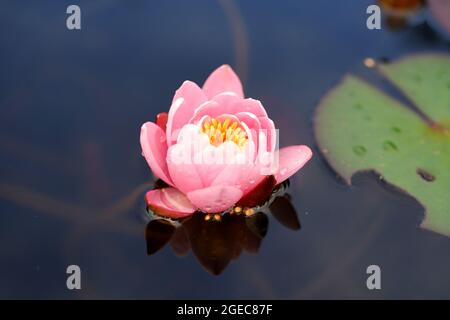 Eine rosa, halb geöffnete Seerose mit einem gelben Herz, das im dunklen Wasser schwebte Stockfoto
