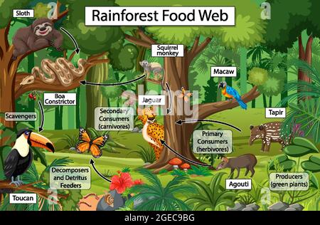 Diagramm mit Nahrungsnetz in der Regenwald-Illustration Stock Vektor