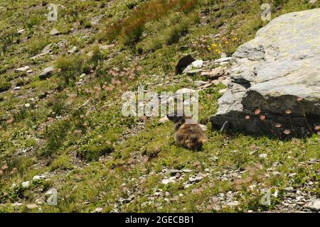 Marmotta sul sentiero Balcone dal Col de l'Iseran al Refuge du Carrò Stockfoto