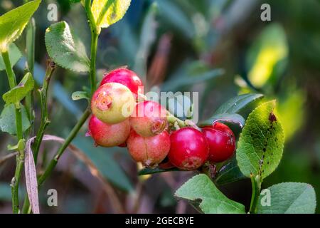 Detailaufnahme von reifen roten Preiselbeeren auf dem Busch vor verschwommenem Hintergrund Stockfoto