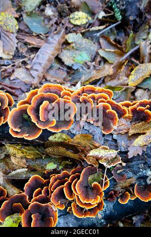 Ungenießbare und hochgiftige Sorte von inonotus-Pilzen Stockfoto