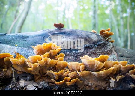 Ungenießbare und hochgiftige Sorte von inonotus-Pilzen Stockfoto