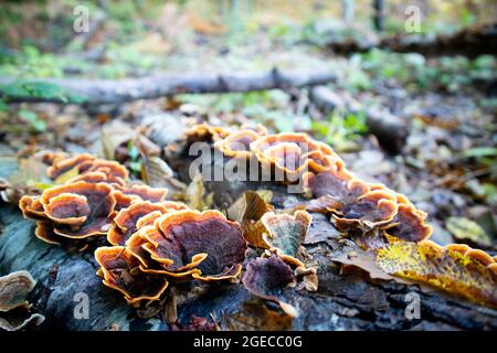 Ungenießbare und hochgiftige Sorte von inonotus-Pilzen Stockfoto