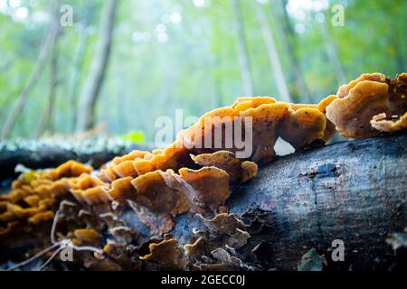 Ungenießbare und hochgiftige Sorte von inonotus-Pilzen Stockfoto