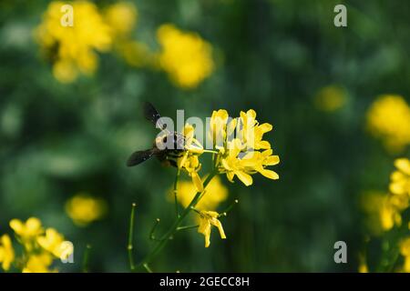 Eine Biene pflückt Pollen aus Senfblüten. Schöne gelbe Senfblüten Stockfoto