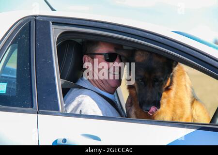 Christchurch, Neuseeland. August 2021. Ein Mann mit seinem Hund im Auto wartet auf einen Covi-19 Test auf der Orchard Road in Christchurch. Neuseeland hat bisher 2,954 Coronavirus-Fälle mit 2,873 geborgenen und 26 Todesfällen bestätigt. Kredit: SOPA Images Limited/Alamy Live Nachrichten Stockfoto