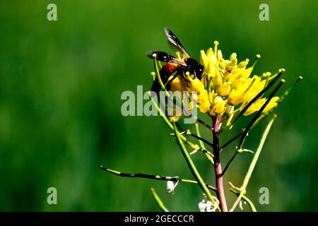 Eine Biene pflückt Pollen aus Senfblüten. Schöne gelbe Senfblüten Stockfoto