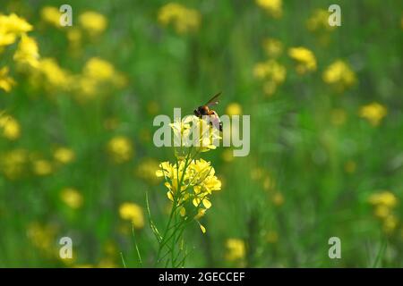 Eine Biene pflückt Pollen aus Senfblüten. Schöne gelbe Senfblüten Stockfoto