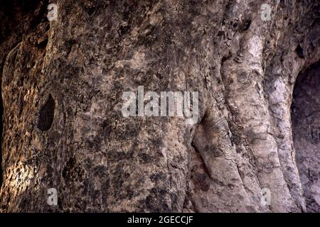 Rinde Baum Stamm Muster Detail Textur braunes Holz. Alter Rindenbaum Hintergrund, Ficus Baum Stockfoto