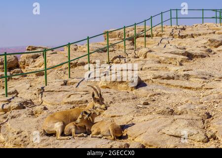 Blick auf Mutter und zwei Kinder Nubian Ibex am Rand des Makhesh (Krater) Ramon, in der Negev-Wüste, Süd-Israel Stockfoto