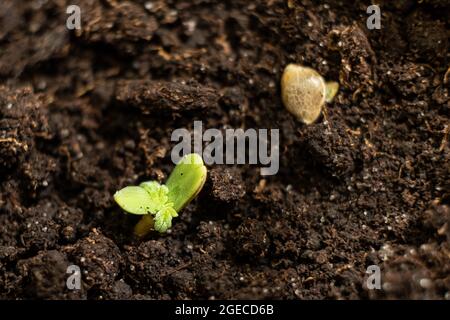 Ein kleiner grüner Cannabissprossen kam aus dem Boden. Stockfoto