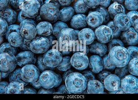 Frisch gepflückte Heidelbeeren als natürliche Nahrungshintergrund. Konzept für eine gesunde Ernährung Stockfoto