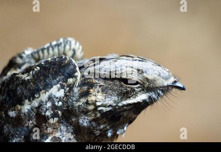 Nachtschwalbe Caprimulgus europaeus sitzt am Nachmittag auf einem Ast. Stockfoto