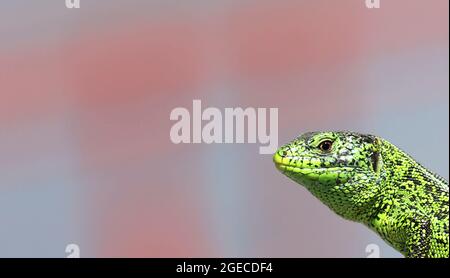 Reptilienschuss aus der Nähe.Flinke grüne Eidechse ( Lacerta viridis, Lacerta agilis ) aus der Nähe, sonnen sich auf Baum unter der Sonne.männliche Eidechse in der Paarungssaison auf einem Stockfoto