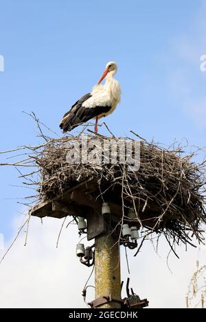 Tierwelt, Storch, Brutzeit - EIN Weißstorch (Ciconia ciconia) landet auf seinem Nest, auf einem Mast gebaut, an einem sonnigen, wolkenlosen Tag, mit klarem Stockfoto