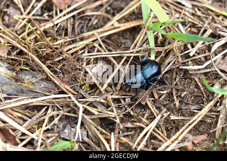 Käfer Chafer grün goldenes Makro, aufgeführt im Roten Buch. Brantovka (Cetoniinae) sind eine Unterfamilie von Käfer, die zur Skarabäen-Familie (Scarabaeid) gehören Stockfoto