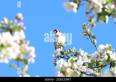 Wilder Goldfinken Vogelportrait aus der Nähe, der in Europa auch als Carduelis carduelis bekannt ist. Der Goldfink hat ein rotes Gesicht und einen schwarz-weißen Kopf. Stockfoto