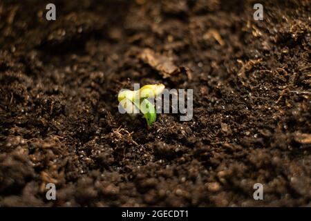Ein kleiner grüner Cannabissprossen kam aus dem Boden. Stockfoto