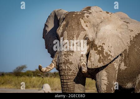 Elefanten in Nxai Pan, Botswana Stockfoto