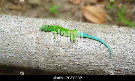 Erwachsene männliche Andamanen-Taggecko, Phelsuma andamanensis, Andamaninseln, Indien. Endemisch auf den Anadaman-Inseln Stockfoto