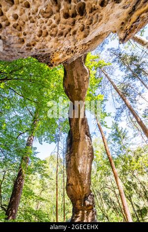 Bodenansicht des einzigartigen Sandsteinbogens im Kiefernwald am trockenen sonnigen Sommertag. Böhmisches Paradies, Tschechische Republik Stockfoto