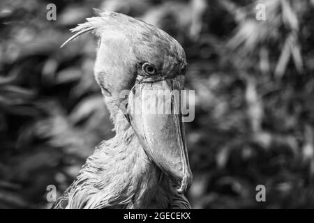 Schuhschnabel, Balaeniceps rex, auch bekannt als Walkopf, Walkopfstorch oder Schuhablattenstorch. Schwarzweiß-Bild. Stockfoto