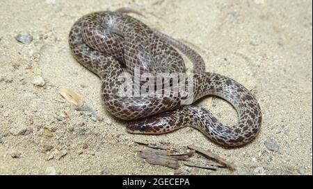 Juvenile Andaman Wolf Snake, Lycodon hypsirhinoides, Andaman-Inseln, Indien Stockfoto