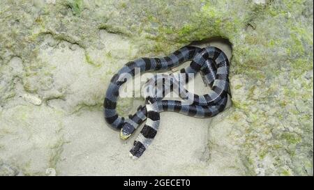 GELBE Lippen GEBÄNDERT Meer KRAIT Laticauda Colubrina Venomous, Andaman Inseln, Indien Stockfoto