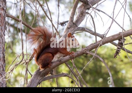 Rotes Eichhörnchen auf dem Ast einer Waldkiefer im Profil thront thront Stockfoto