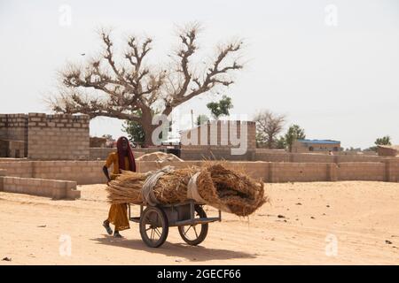 Flüchtlingsfrau sammelt Feuerholz aus Büschen im Flüchtlingslager in Afrika Stockfoto