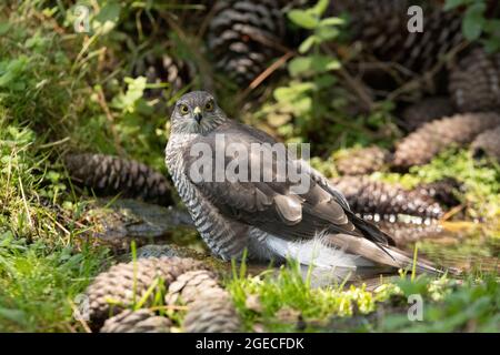Junge weibliche eurasische Sperling Habicht an einem natürlichen Wasserpunkt in einem Kiefernwald im Sommer Stockfoto