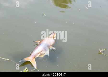 Tote Fische schwammen im dunklen Wasserfluss, Wasserverschmutzung Peoblem Stockfoto