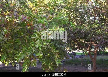 Guava im Garten. Guava-Baum, indische Farmszene. Stockfoto