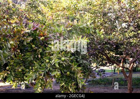 Guava im Garten. Guava-Baum, indische Farmszene. Stockfoto