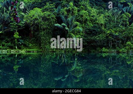 Landschaft aus Wald, See und Spiegelung von Palmen im Wasser Stockfoto